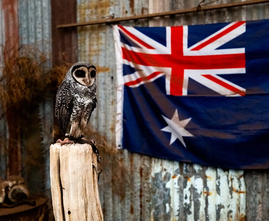 Heroic Rescue of Trapped Wolf Highlights Italy's Wildlife Challenges