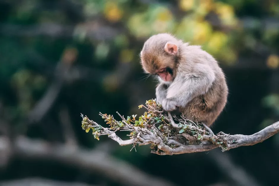 Punch the Monkey: Rising Star in Japan Zoo Amid Tourists' Fervor